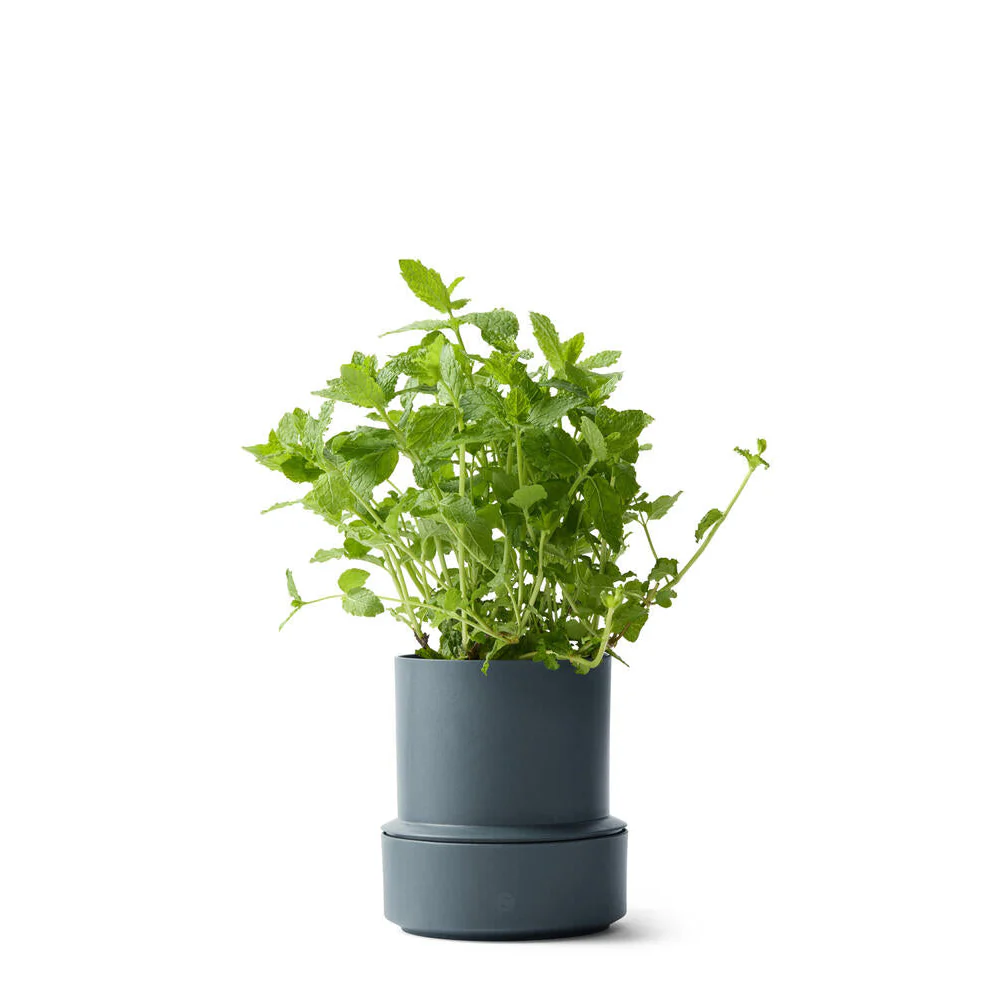 Billund selvvandende urtepotteskjuler, Blueberry - H14 cm - Image 2