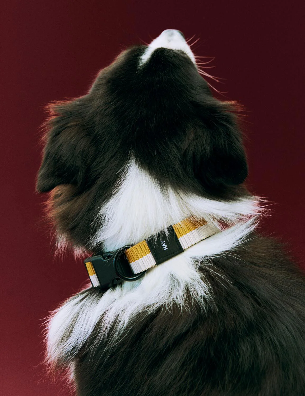 Flat hundehalsbånd - gul/creme - Image 4
