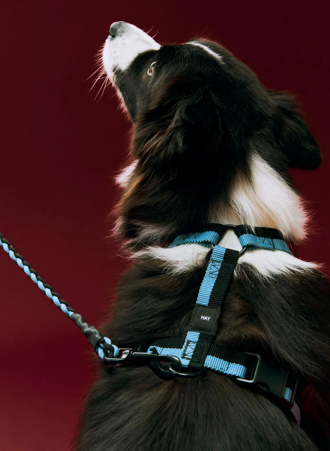 Seletøj til hunde, Medium - blå/sort - Image 2